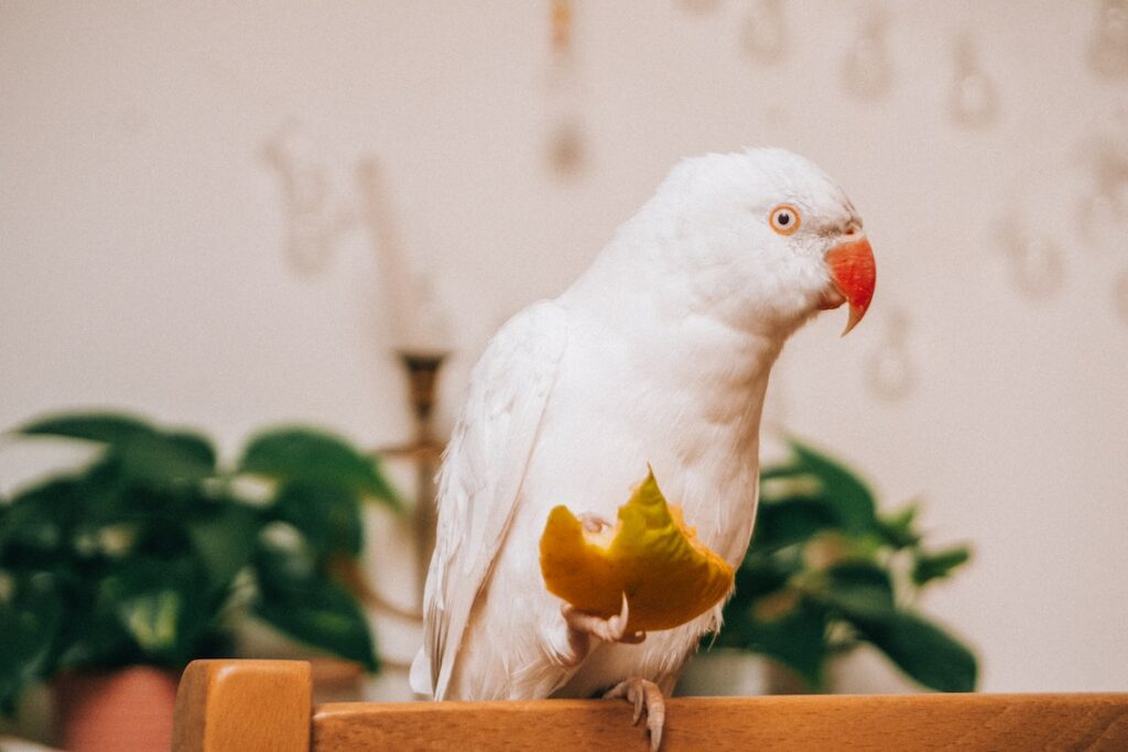 Parrots Can Make Perfect Pets
