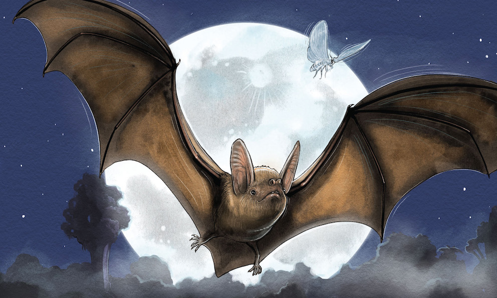 Pekapeka Secret Forest Bat