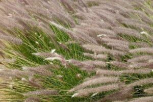 Pennisetum ‘Purple Fountain’