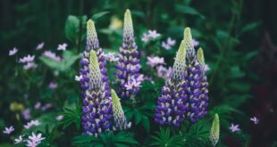 Perennial Power – Give Your Garden What it Craves