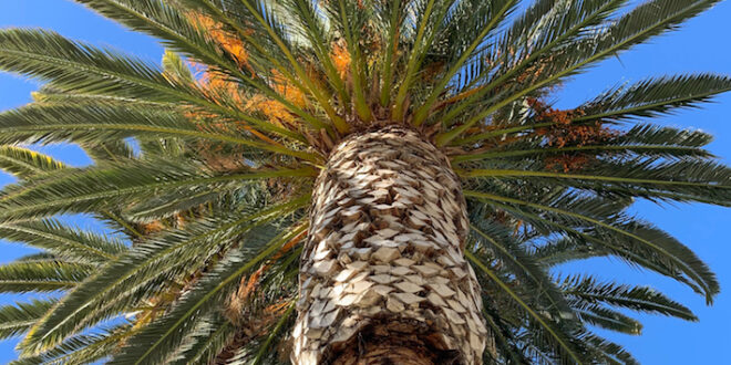 Phoenix Palms Pretty, Popular and Dangerous
