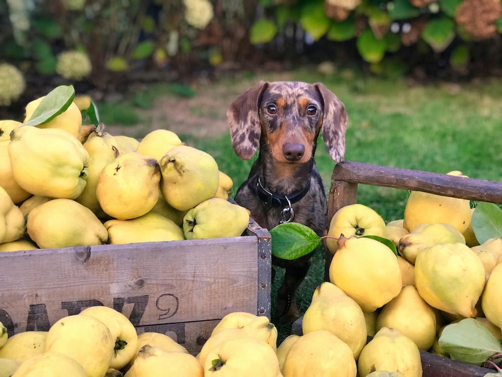 Quinces - From Tree To Paste