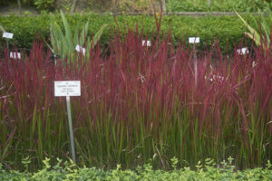 Imperata cylindria 'Red Baron'