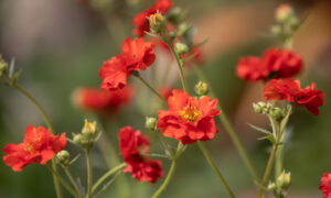 Red is for Christmas – Plants that Promise Festive Colour