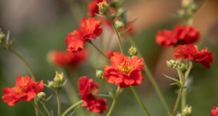 Red is for Christmas – Plants that Promise Festive Colour