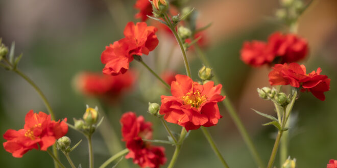 Red is for Christmas – Plants that Promise Festive Colour