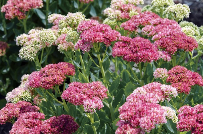 Seriously Sedum – Late Summer Stunners