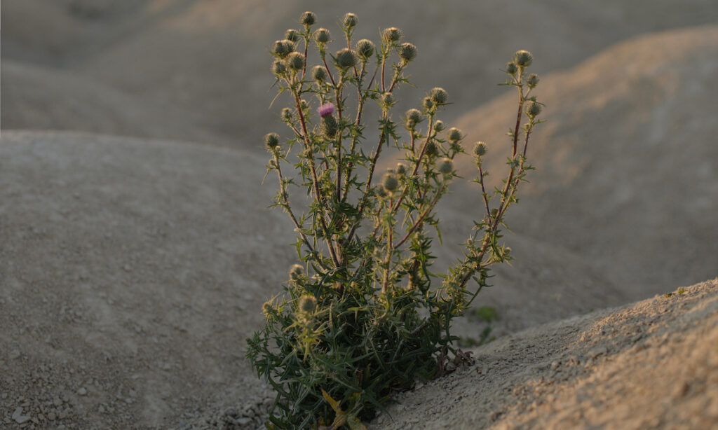 Success With Sandy Soil