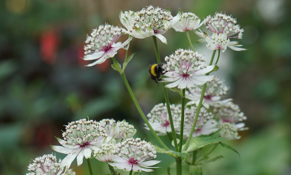 Summer Must-Haves for the smaller cottage garden