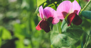 Sweet Peas – Secrets for Summer