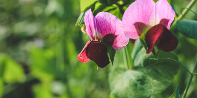 Sweet Peas – Secrets for Summer