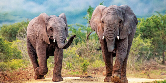 The Elephants of Thula Thula