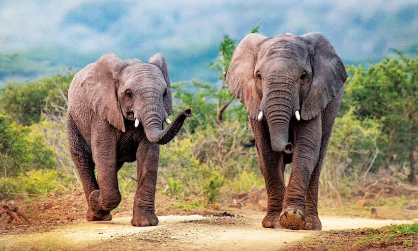 The Elephants of Thula Thula