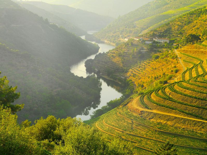 The Enduring Legacy of Portugal's Oldest Wine