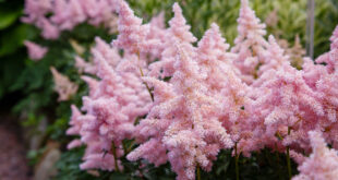 The Height of Summer –Tall Floral Show Stoppers