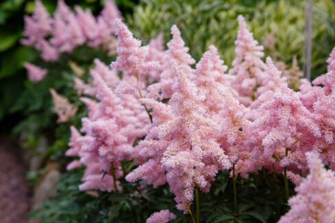 The Height of Summer –Tall Floral Show Stoppers