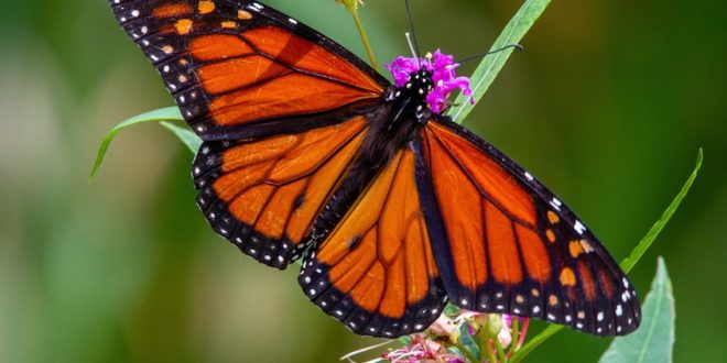 The monarch butterfly