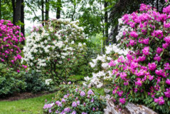 The Rhododendron's Dark Secret