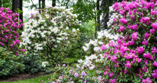The Rhododendron's Dark Secret