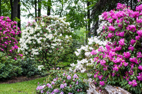 The Rhododendron's Dark Secret