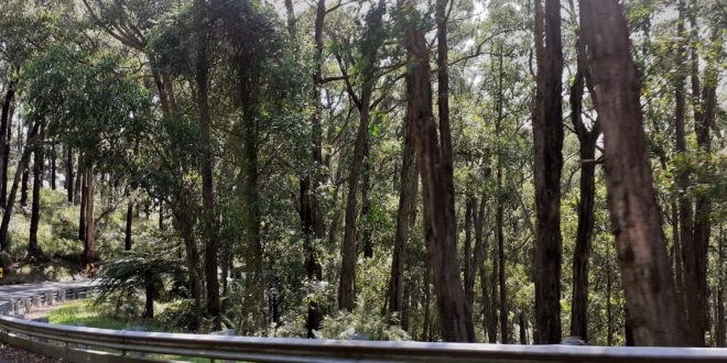 The road to Olinda winds its way pleasantly through the forests of the Dandenong Range.