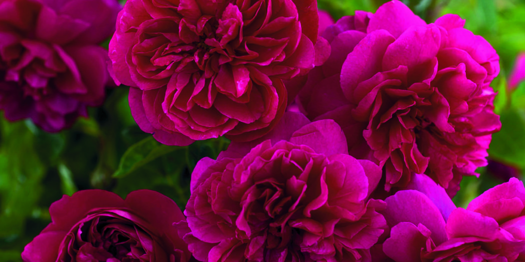 Rose of the Month – Thomas A Becket - GrownUps New Zealand