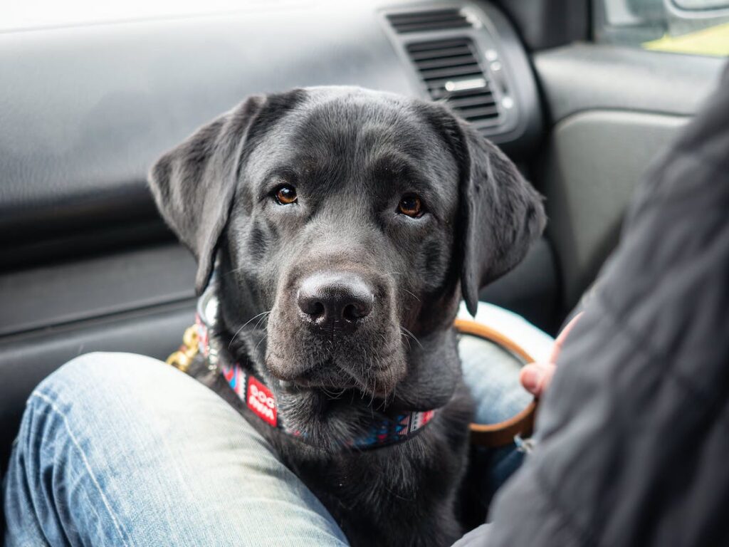 Travelling With Pets These tips are for you