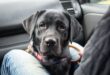 Travelling With Pets These tips are for you