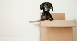 What To Consider When Moving House