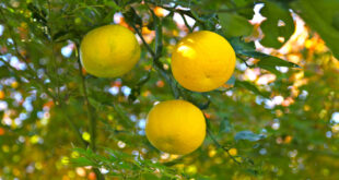Yuzu - the latest citrus on the block