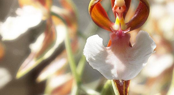 ballerina orchid