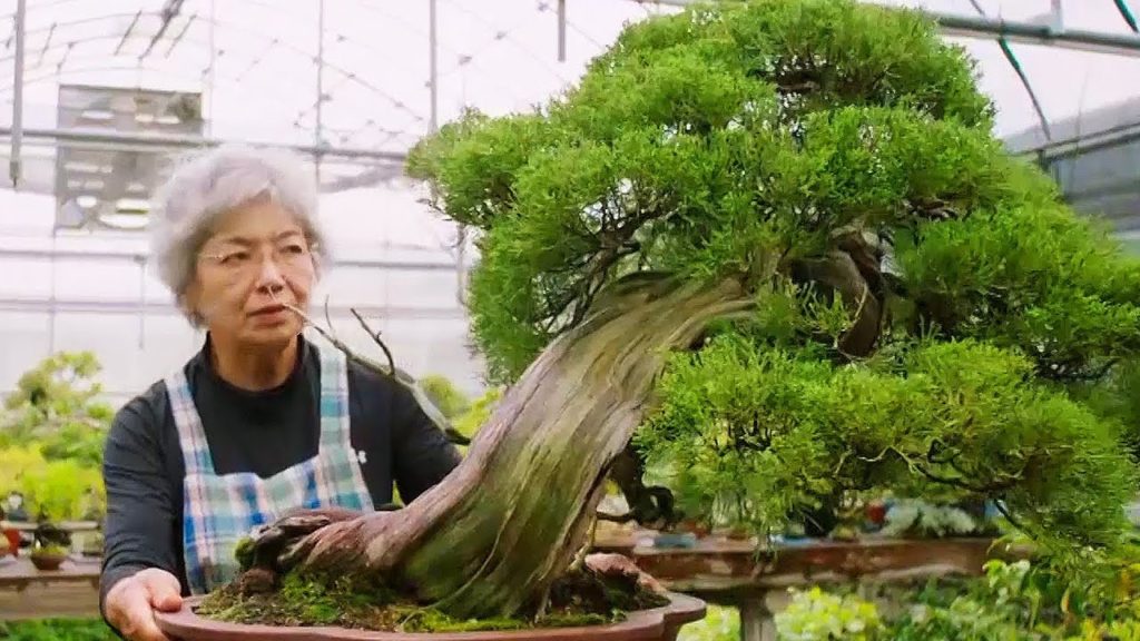 bonsai the ancient art of creati