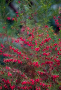 Tall Boronia