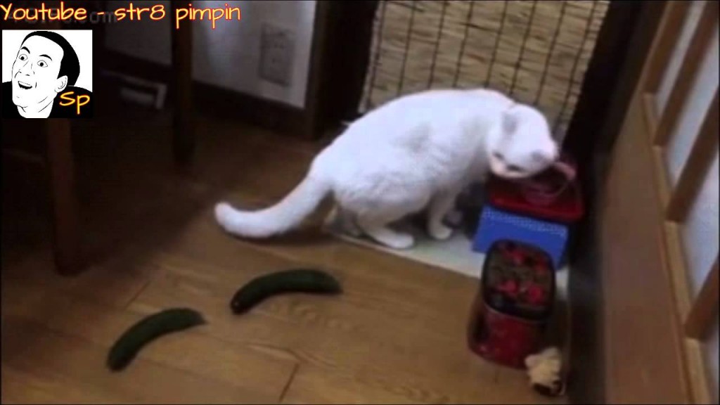 cat vs cucumber