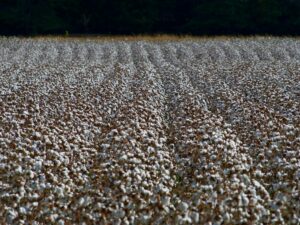 cotton plantation