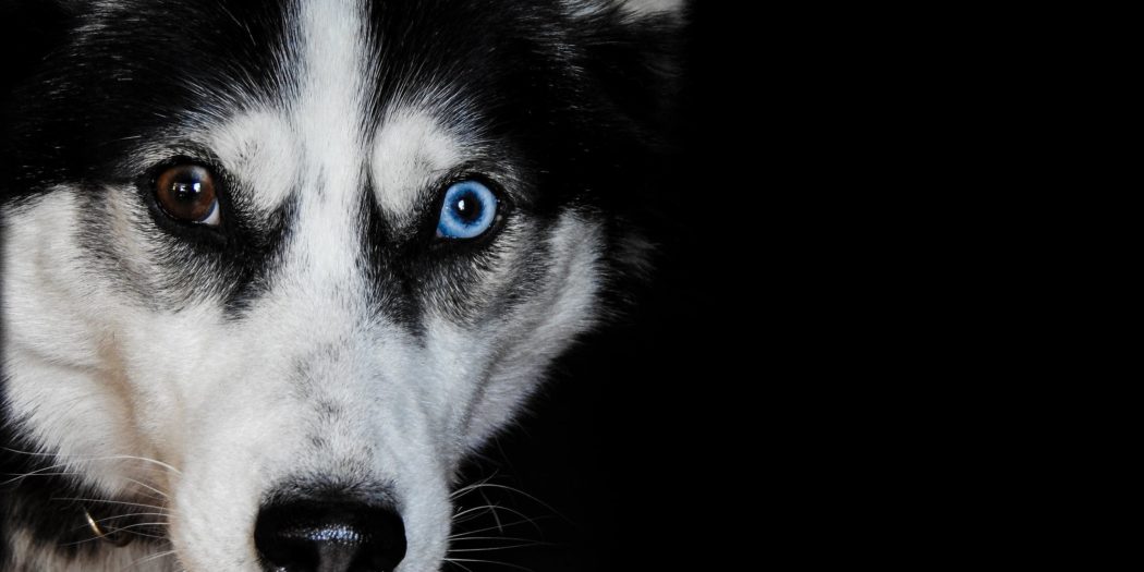 Fun fact Why dog's eyes glow in the dark GrownUps New Zealand