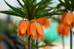 fritillaria