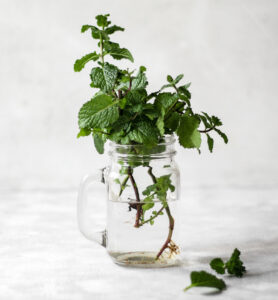 grow your own mint from scratch