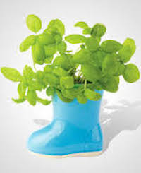 herb boot