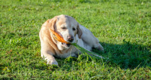 herbs and vegetables to grow for your pooch
