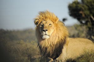 lion1