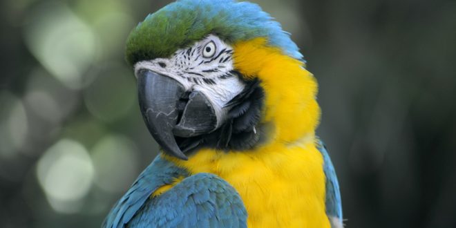parrot joke