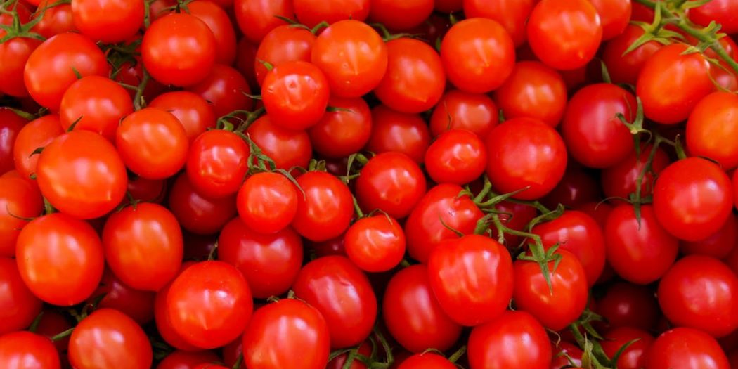 How to Grow Tomatoes GrownUps New Zealand