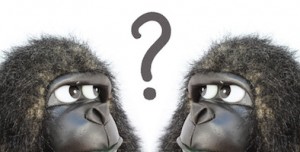 Gorillas thinking