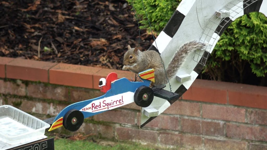 video amazing squirrel grand pri