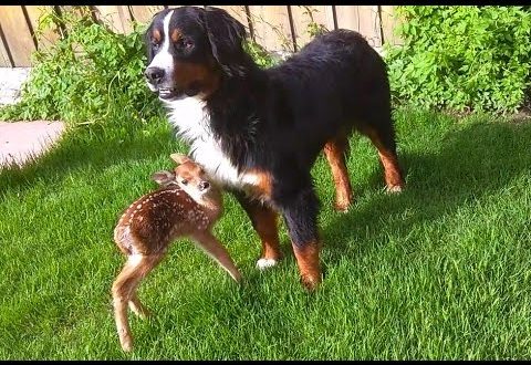 video baby deer rescued and rele