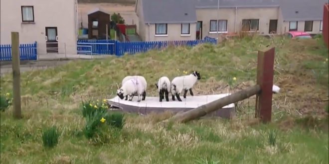 video happy lambs bounce on a st