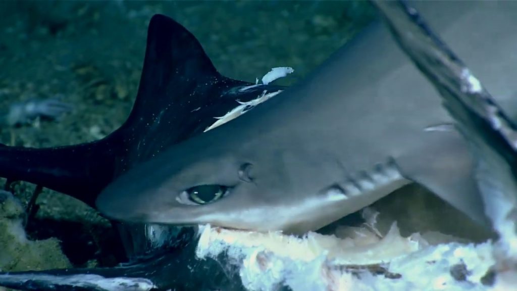 video shark swallowed whole duri