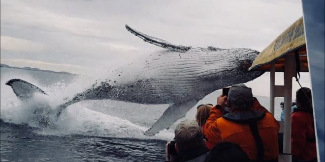 video whale jumps out of nowhere
