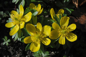 winter aconite